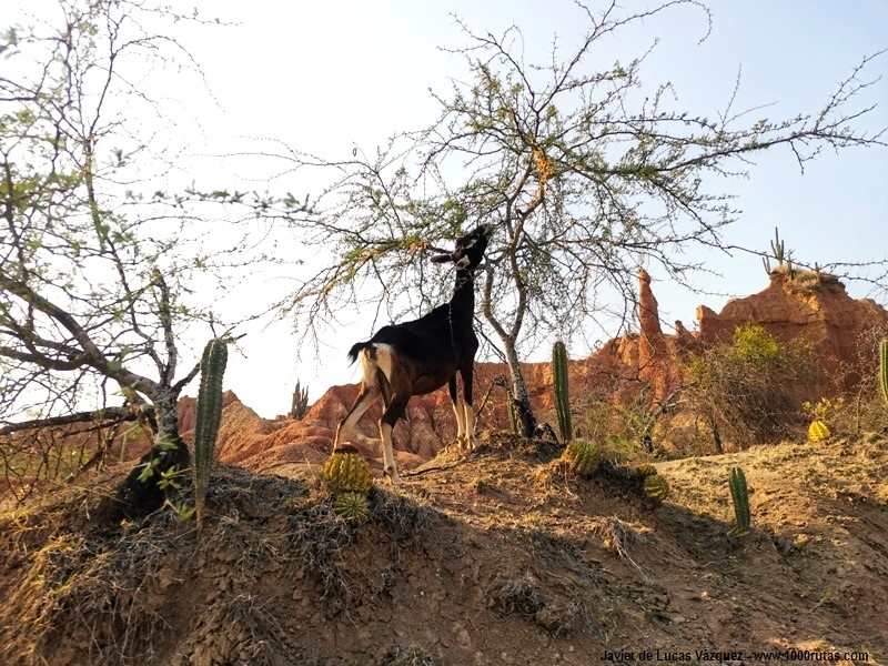 Cabras en el desierto de la Tatacoa