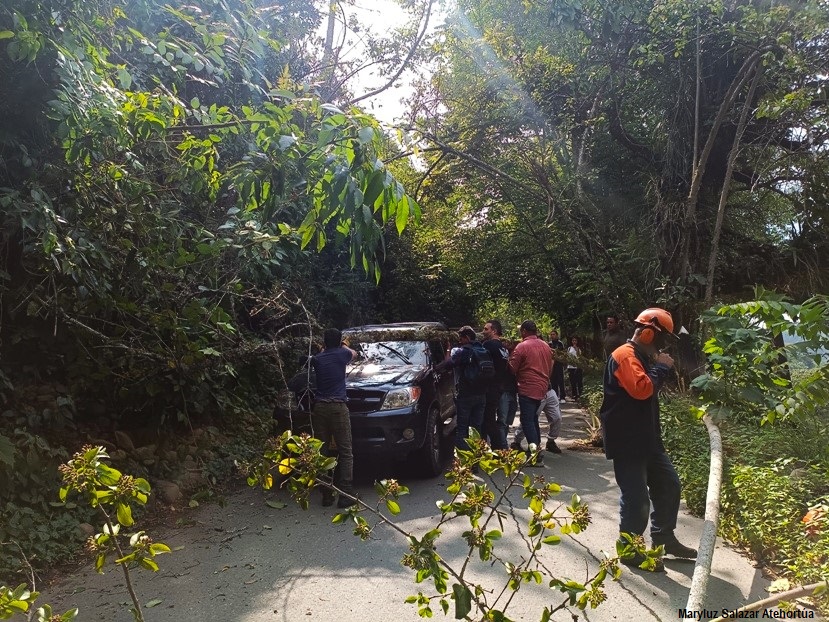 Ayudando a retirar un árbol caído en la vía. Valle del Cocora.