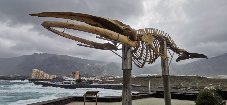Esqueleto de ballena cerca del Charco los Chochos