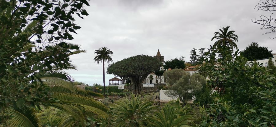 El Drago milenario en Icod de los Vinos