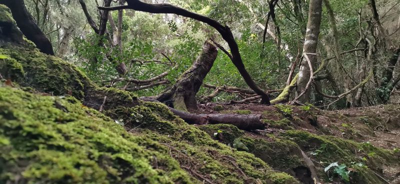 Bosques húmedos en las estribaciones del Anaga.