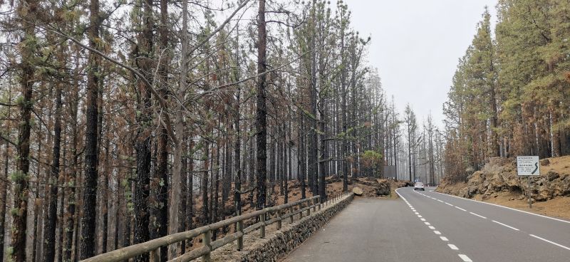 Pinares quemado en la corona vegetal del Teide.