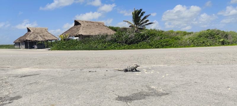 Las iguanas toman el sol tranquilamente en Mezcalitos (Cozumel)