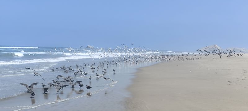 Los pájaros aprovechan el repliegue de las olas para buscar muy-muy bajo la arena.
