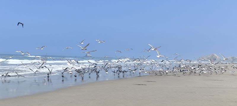 Enormes bandadas de aves pasan rozando nuestras cabezas mientras nos bañamos.