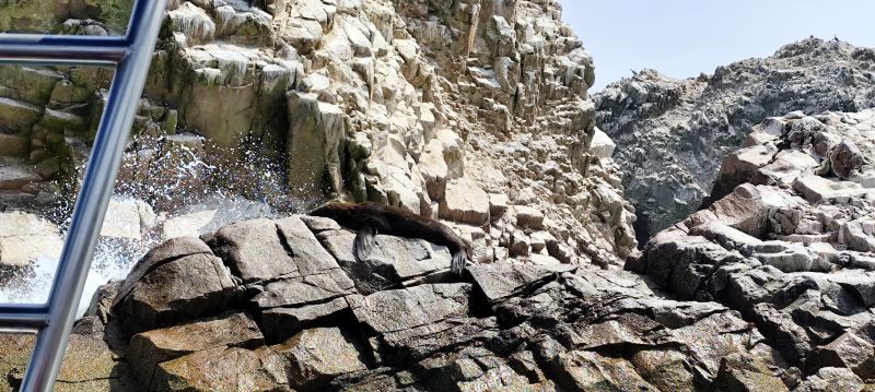 Leones marinos en las Islas Ballesta
