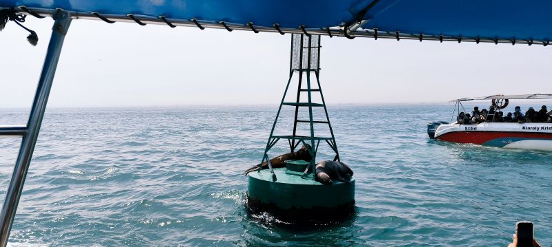Leones marinos descansando en una boya frente a la Península de Paracas