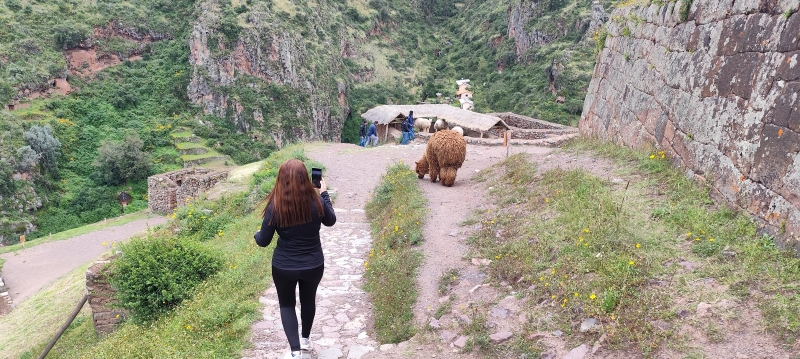 Llamas, alpacas y otros camélidos pastan tranquilamente entre los restos arqueológicos.
