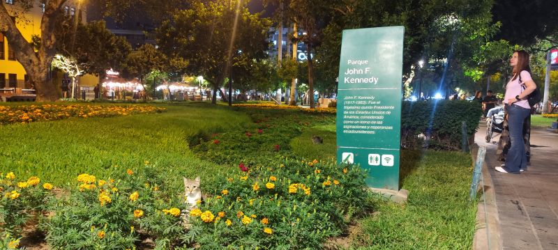 El Parque Kennedy y sus gatos.